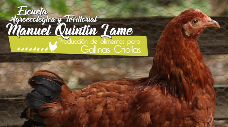 Alimentación de gallina criolla